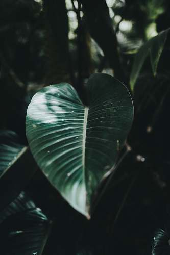 conservatory of flowers shallow focus of green leaf san francisco